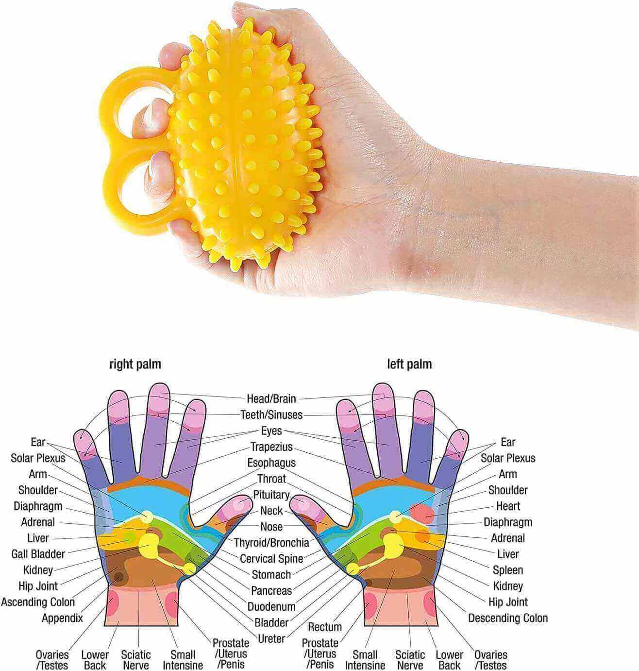 Spiky massage ball for hand and finger exercises, acupoints and responding body organs